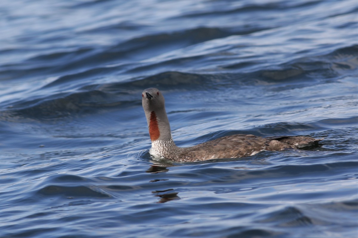 Red-throated Loon - ML110637401