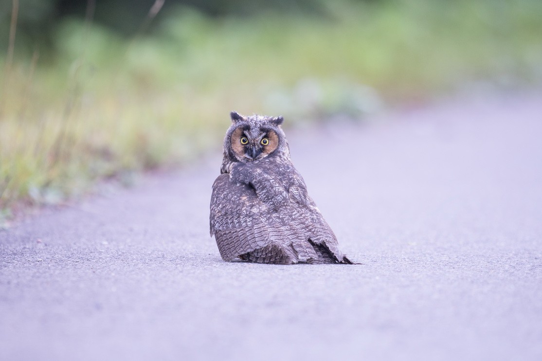 Long-eared Owl - jean-francois plouffe