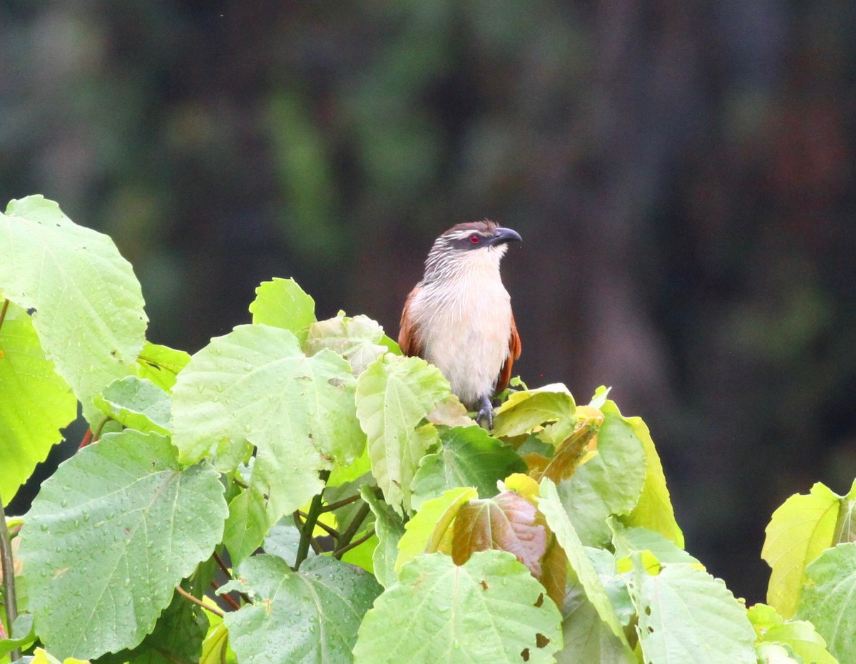 White-browed Coucal (White-browed) - Roger Clark
