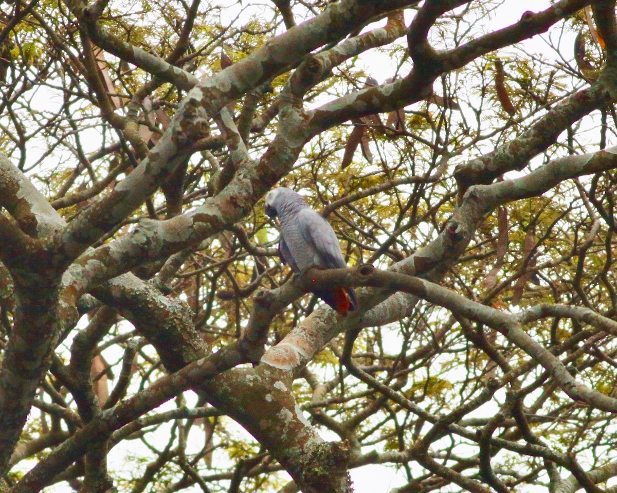 Gray Parrot (Gray) - ML110640011