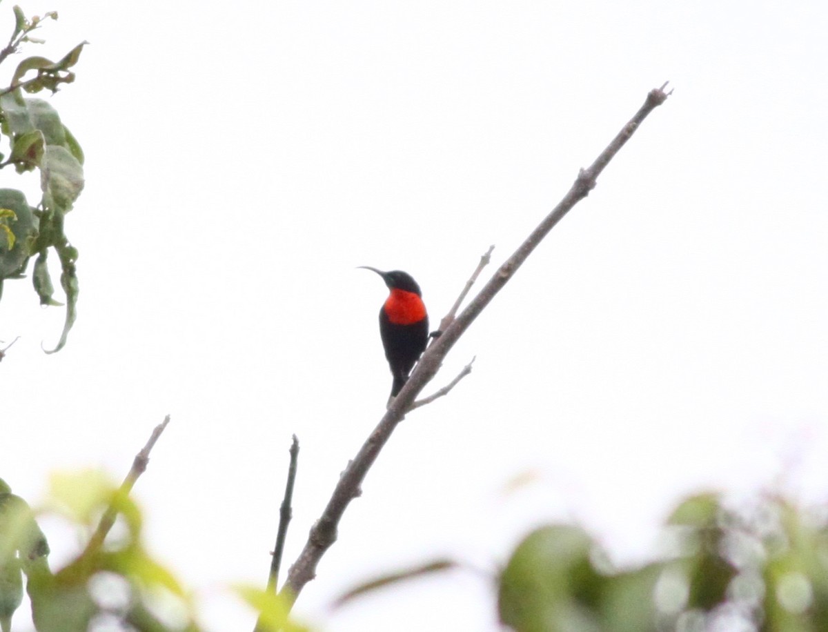 Scarlet-chested Sunbird - ML110640861