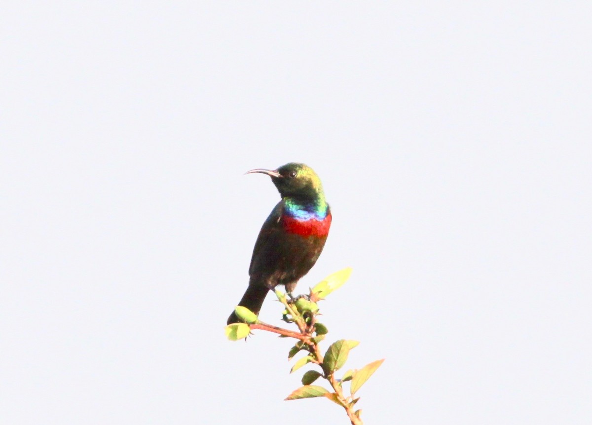 Red-chested Sunbird - ML110640971