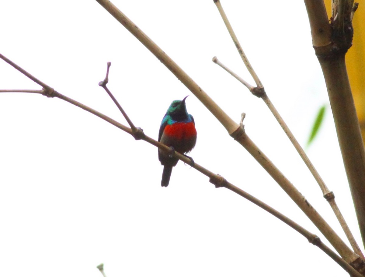Red-chested Sunbird - ML110640981