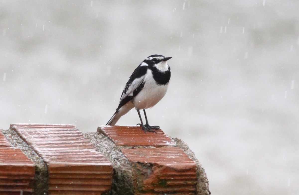 African Pied Wagtail - ML110641071