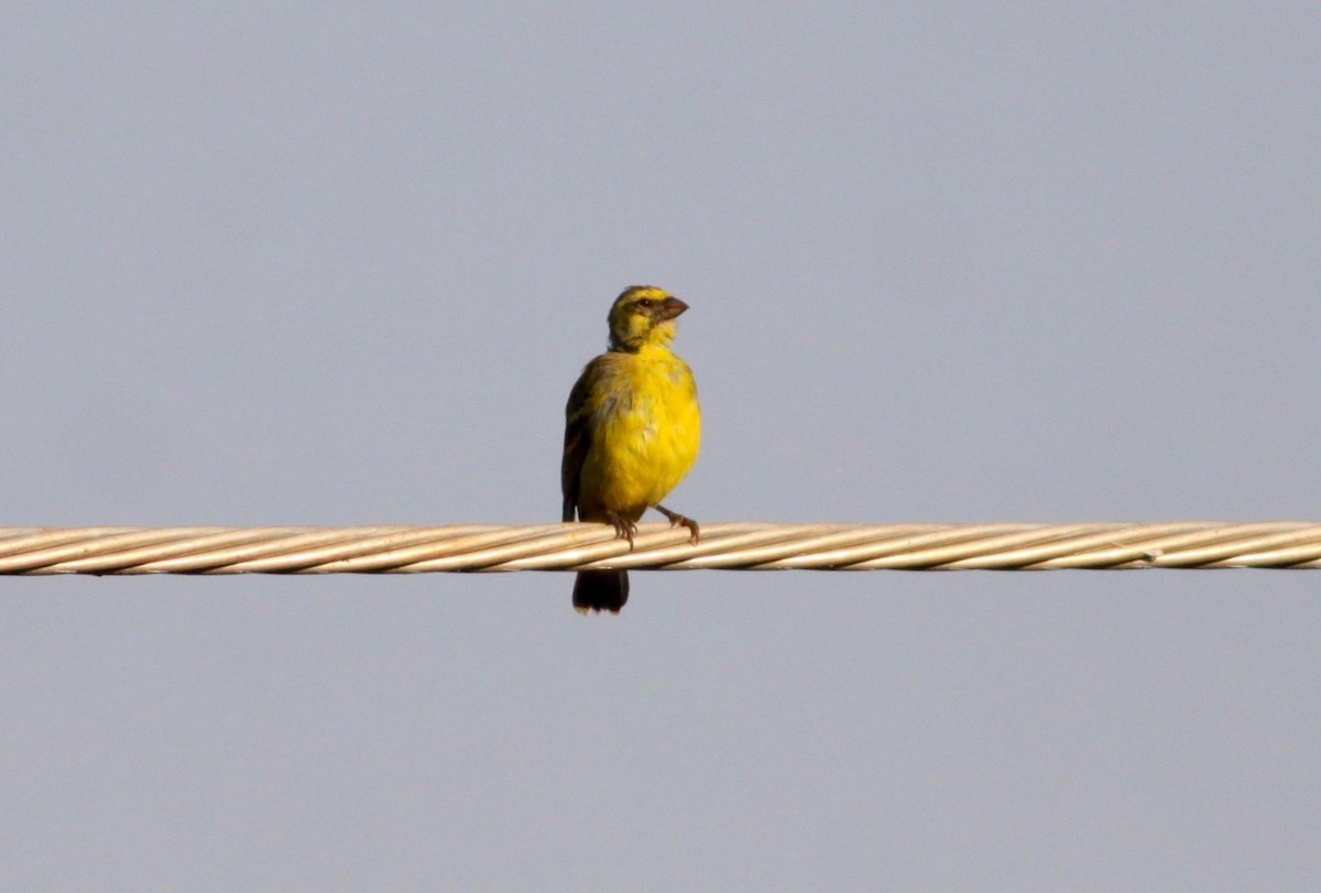 Yellow-fronted Canary - Roger Clark