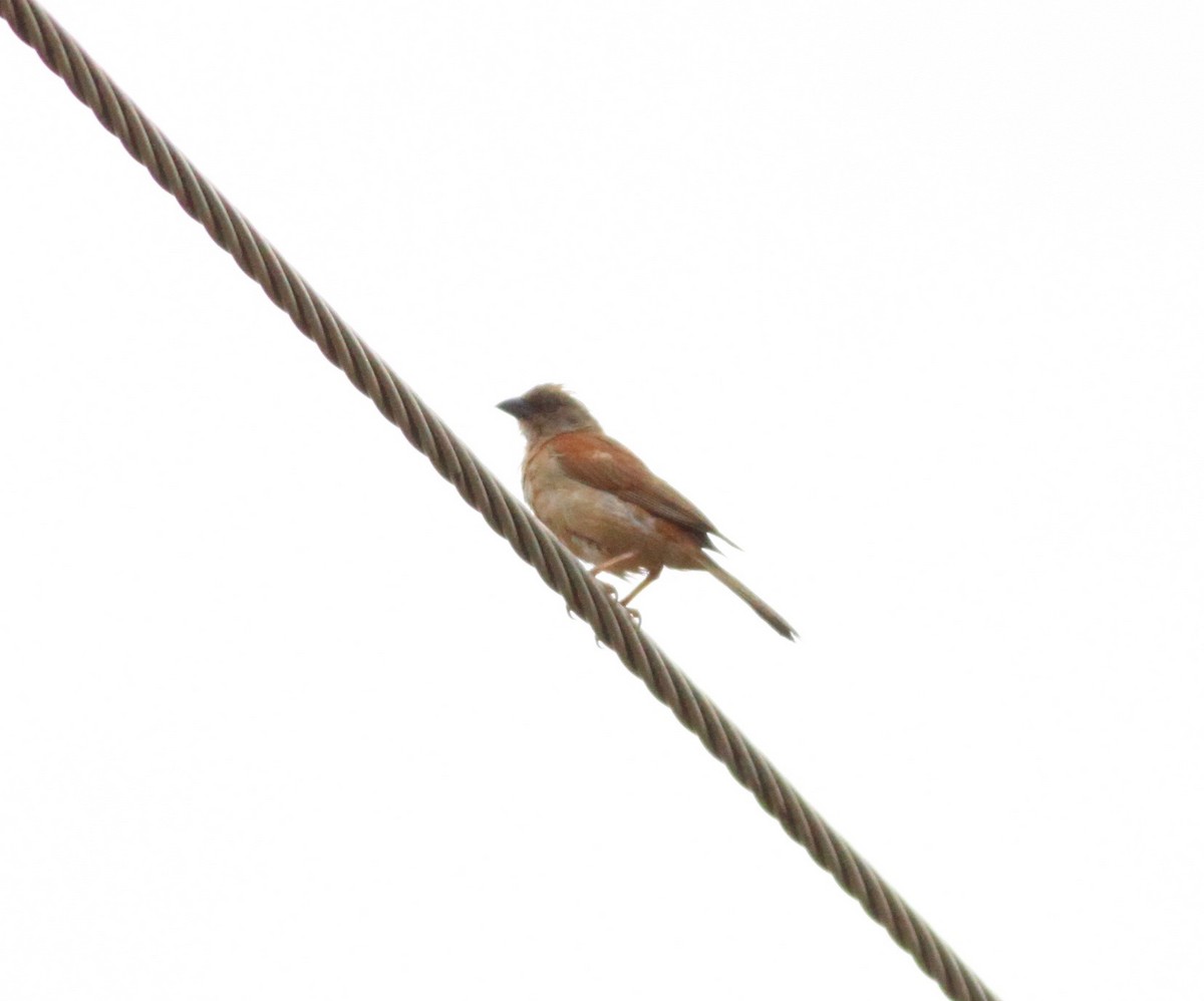 Northern Gray-headed Sparrow - Roger Clark