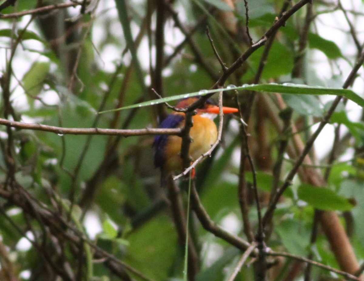 African Pygmy Kingfisher - ML110642561