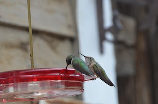Calliope Hummingbird, ML110645281