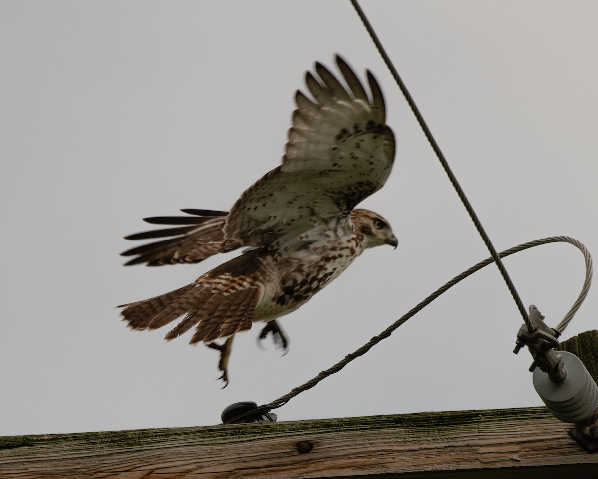 Red-tailed Hawk - ML110645351
