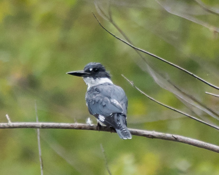 Belted Kingfisher - ML110645401