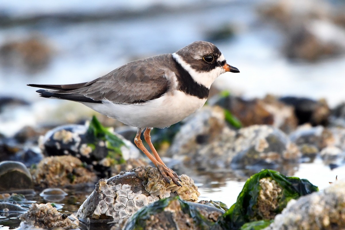 Semipalmated Plover - ML110647341