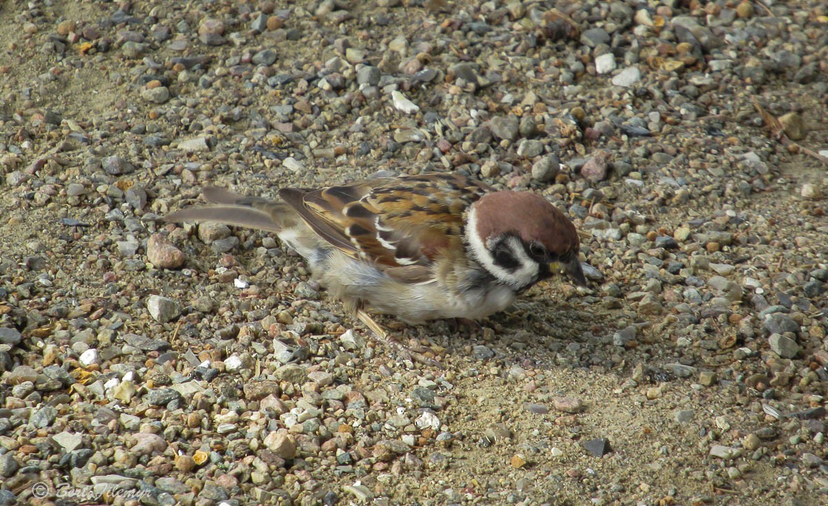 Eurasian Tree Sparrow - Bert Filemyr