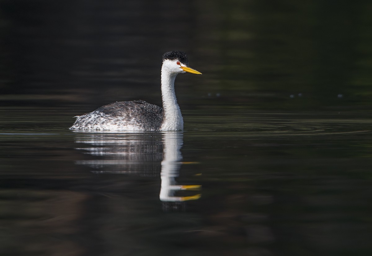 Clark's Grebe - Jerry Ting