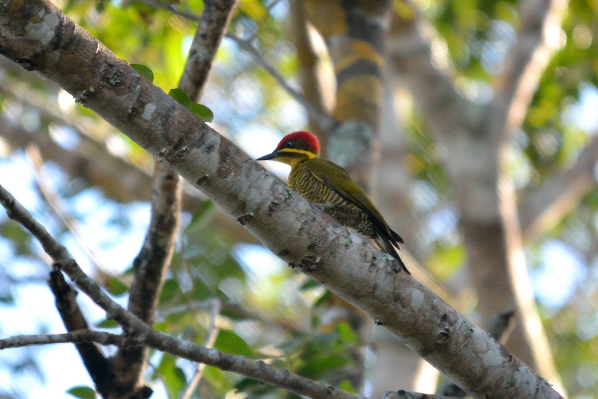 Golden-green Woodpecker - ML110659491