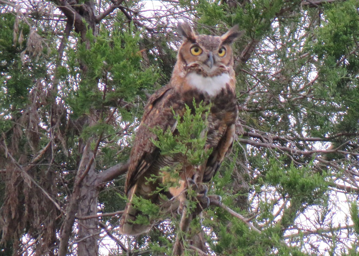Great Horned Owl - ML110659631