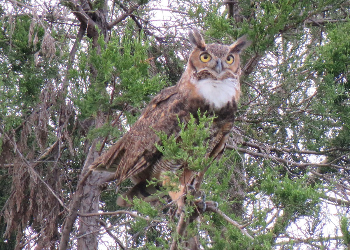 Great Horned Owl - ML110659741
