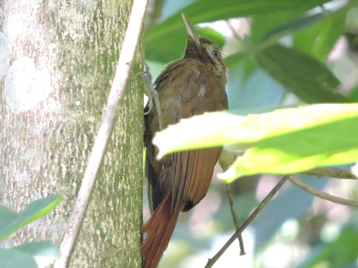 Cocoa Woodcreeper (Lawrence's) - Michael Clay