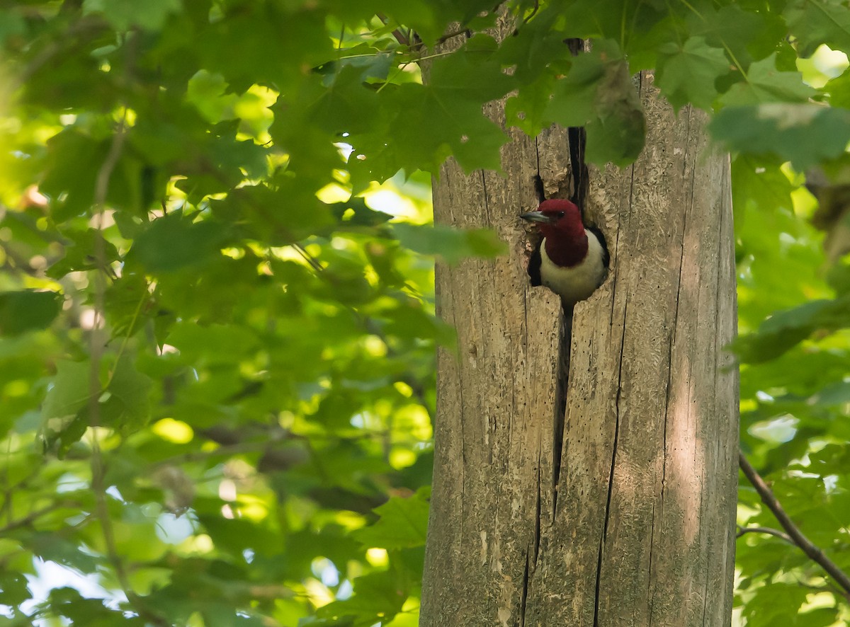 Red-headed Woodpecker - ML110661541