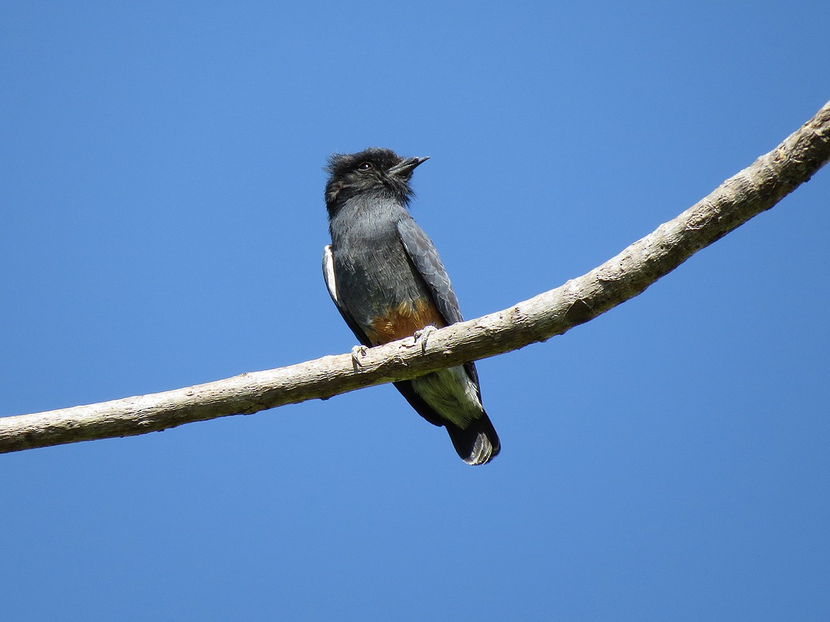 Swallow-winged Puffbird - Alex Mesquita