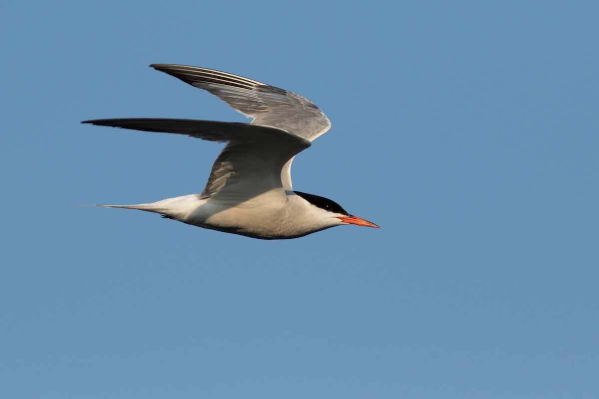 Common Tern - ML110663481