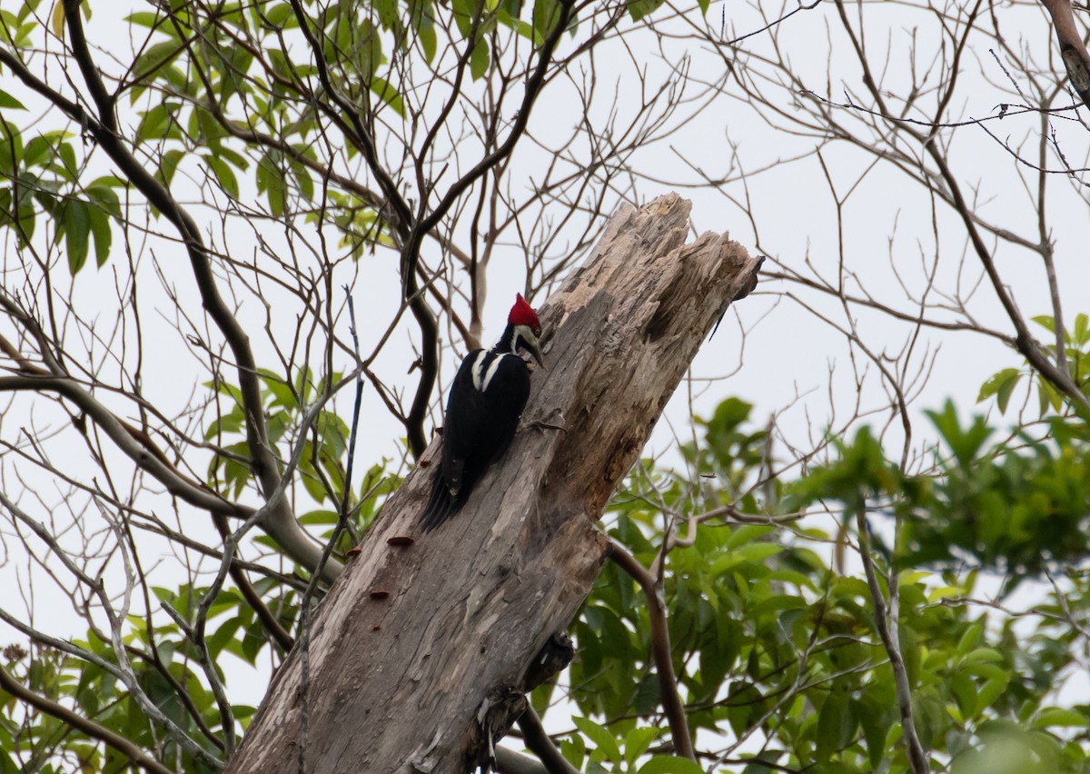 Crimson-crested Woodpecker - ML110666661