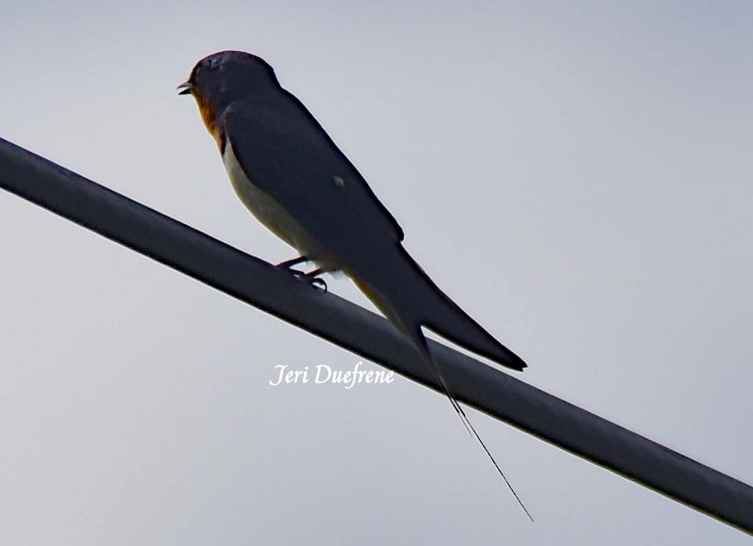 Barn Swallow - Jerilyn Duefrene