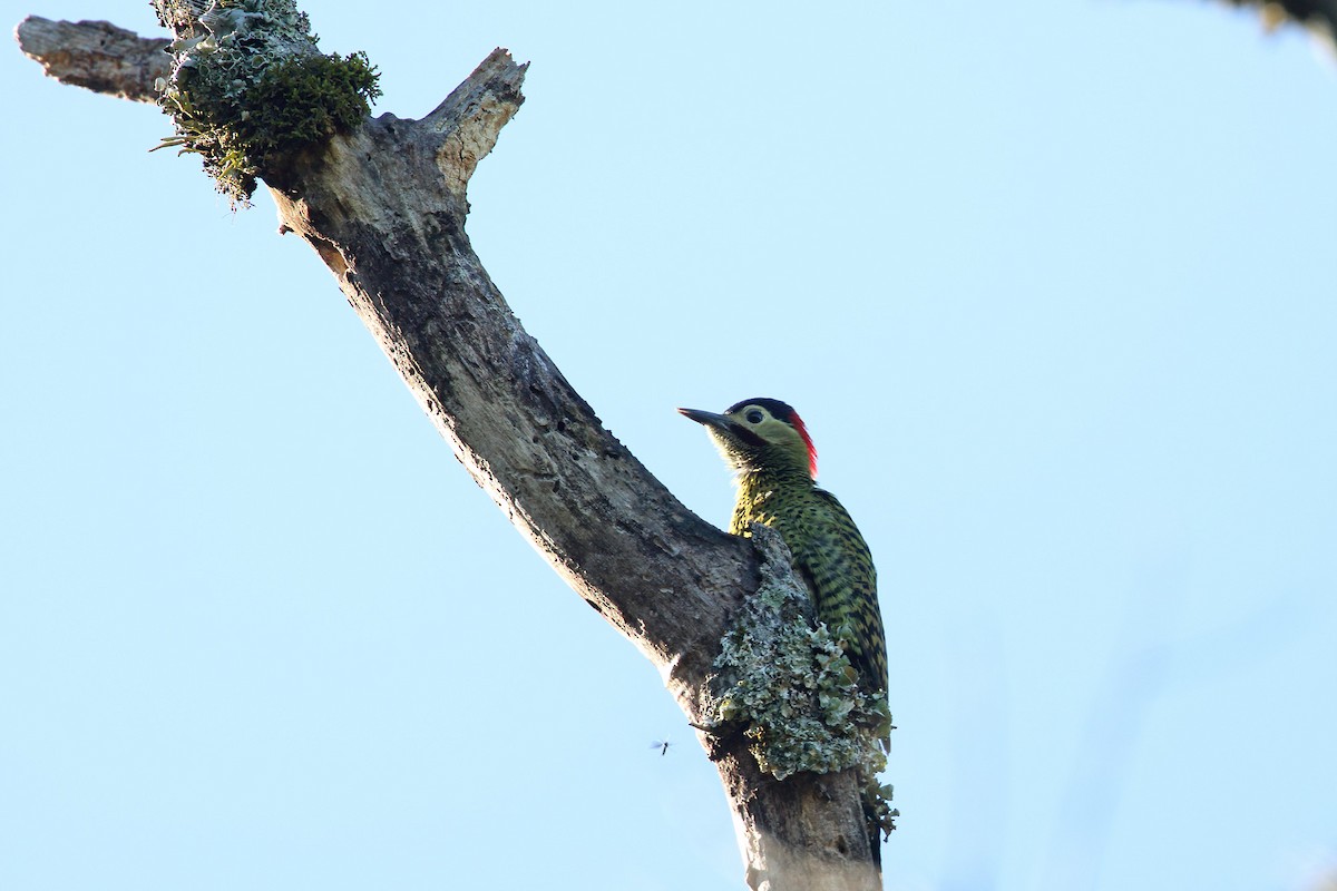 Green-barred Woodpecker - Martjan Lammertink