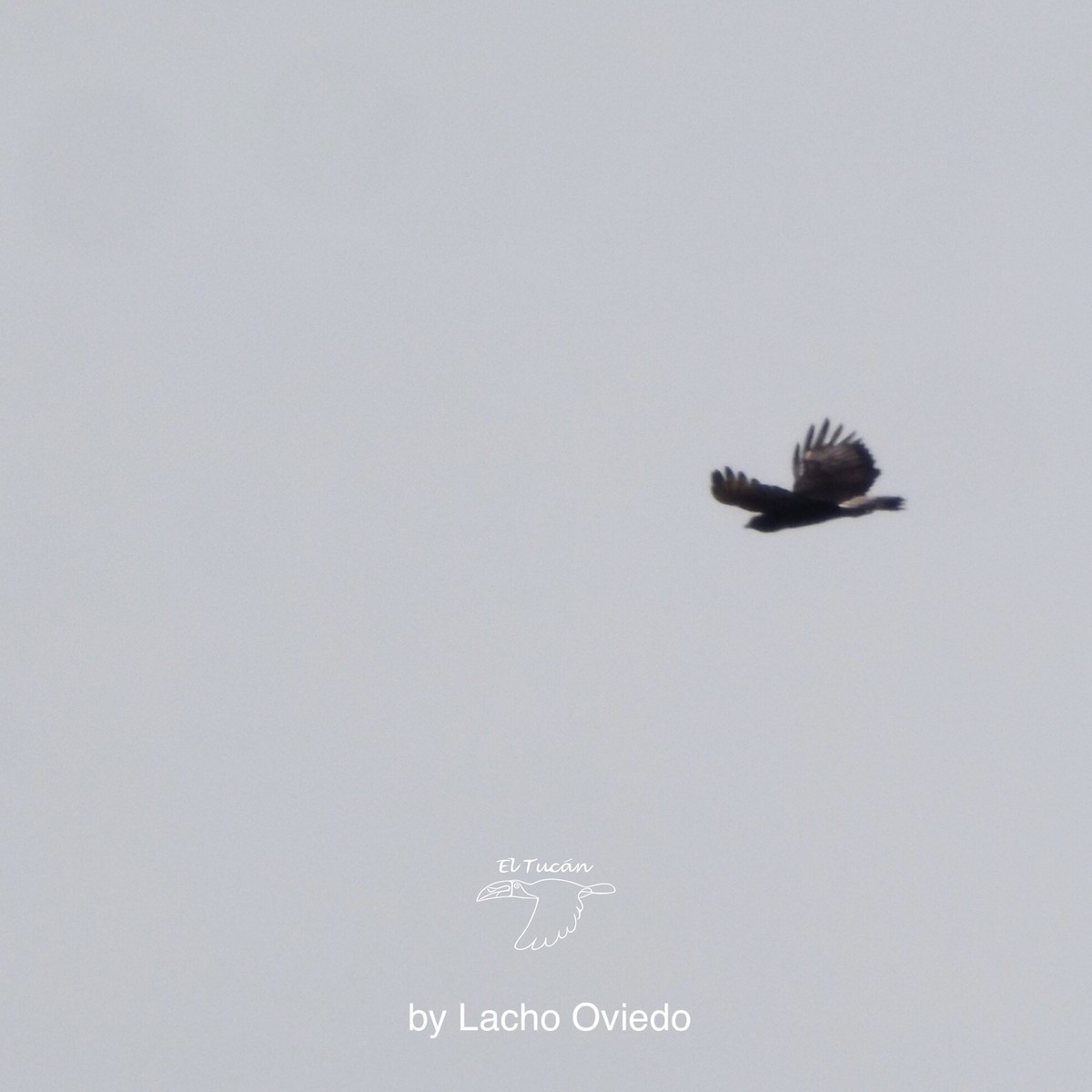 Black-and-chestnut Eagle - Lacides Oviedo