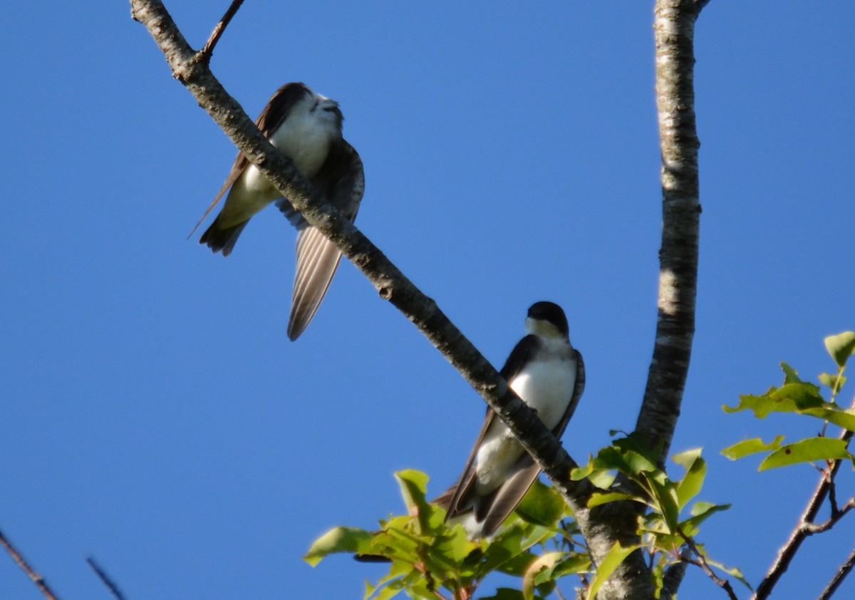 Tree Swallow - Doug Overacker