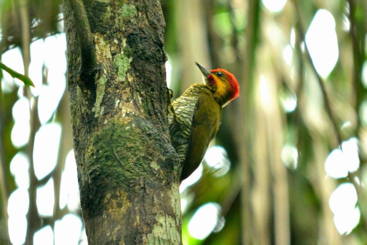 White-throated Woodpecker - Rodrigo Ferronato