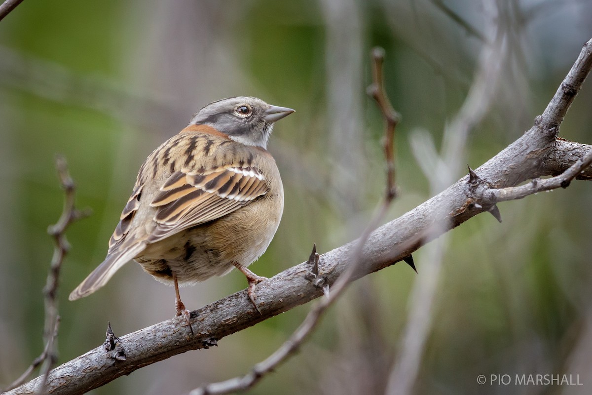 Rufous-collared Sparrow - ML110674551