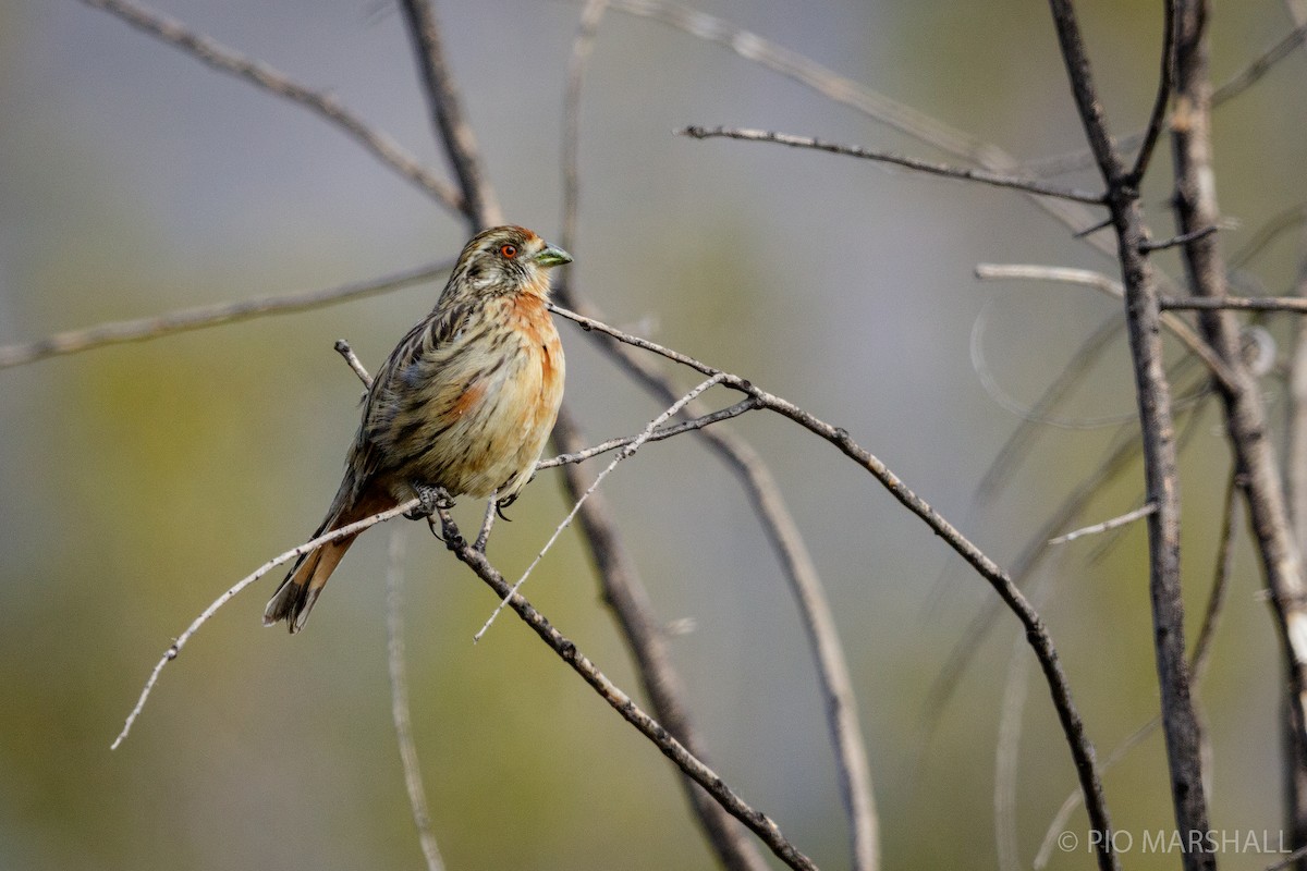 Rufous-tailed Plantcutter - ML110674731