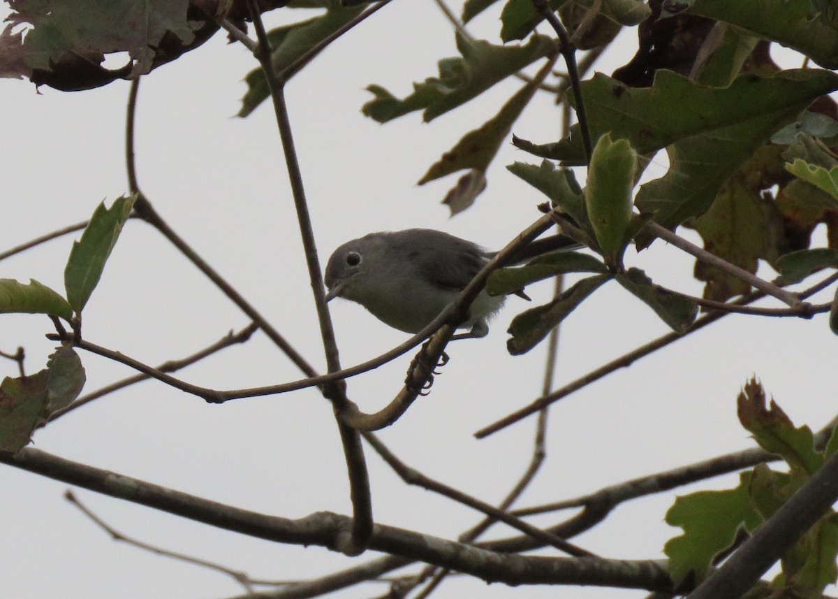 Blue-gray Gnatcatcher - Judy and Don Self