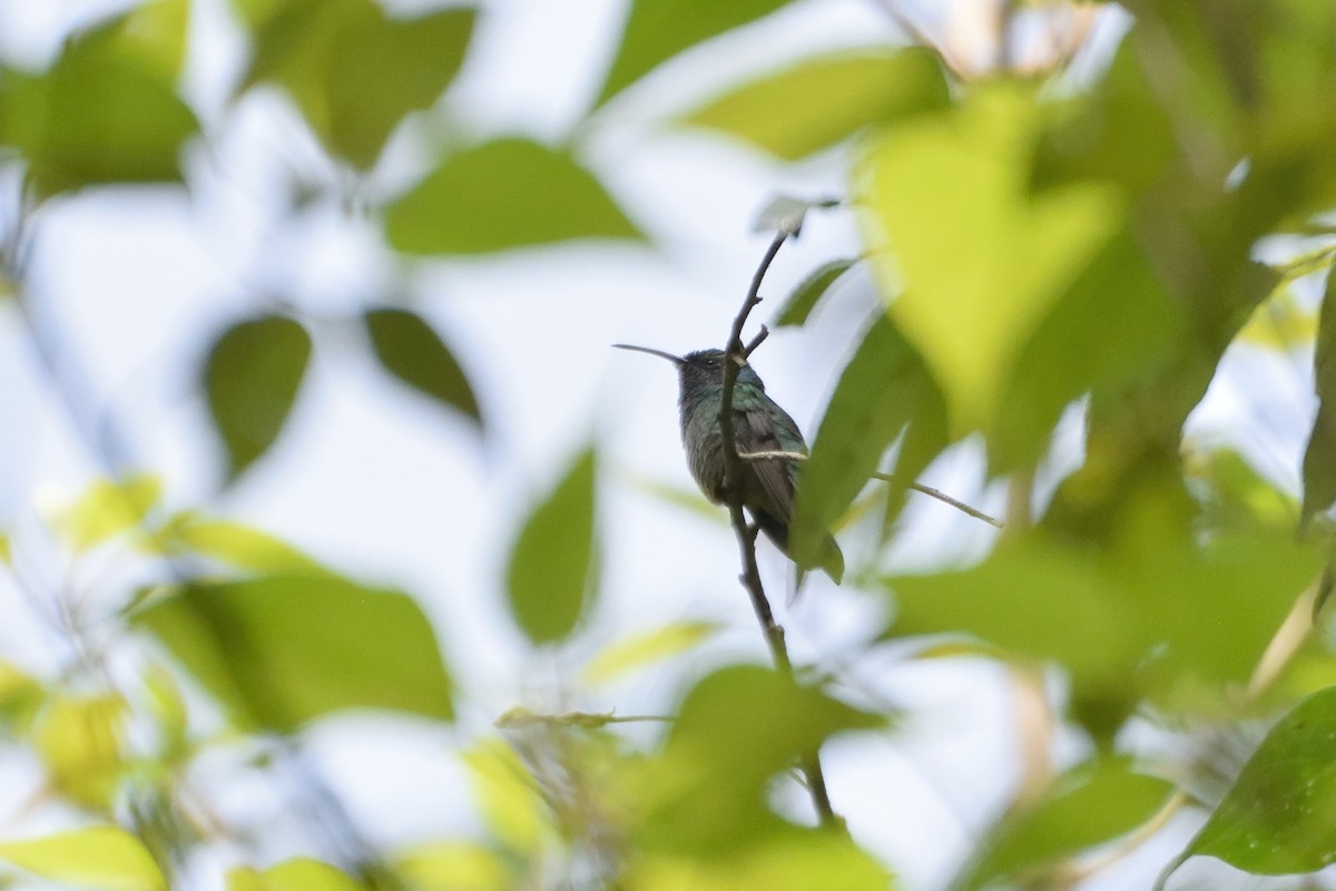 kolibřík zelený - ML110674991