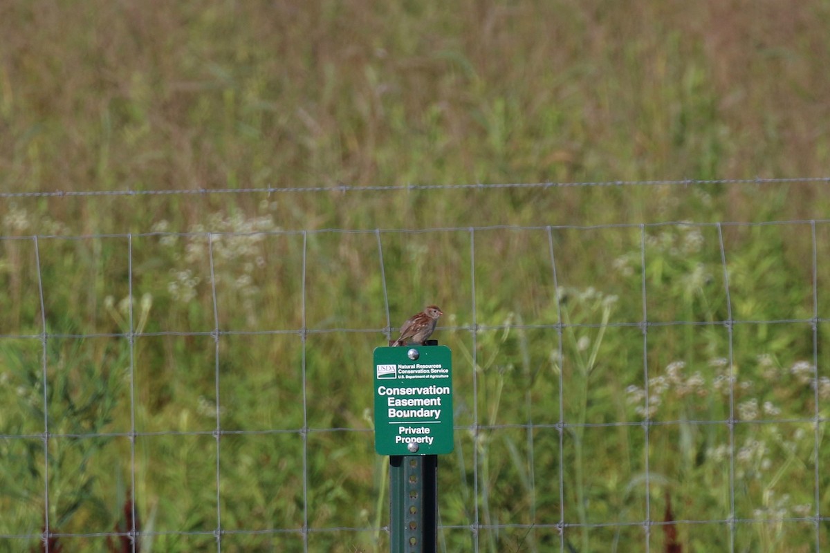 Field Sparrow - ML110677701