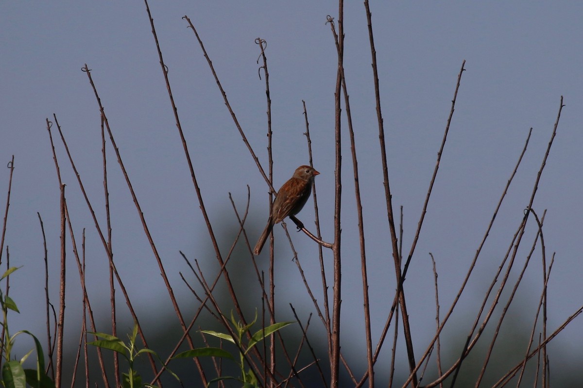 Field Sparrow - ML110678581
