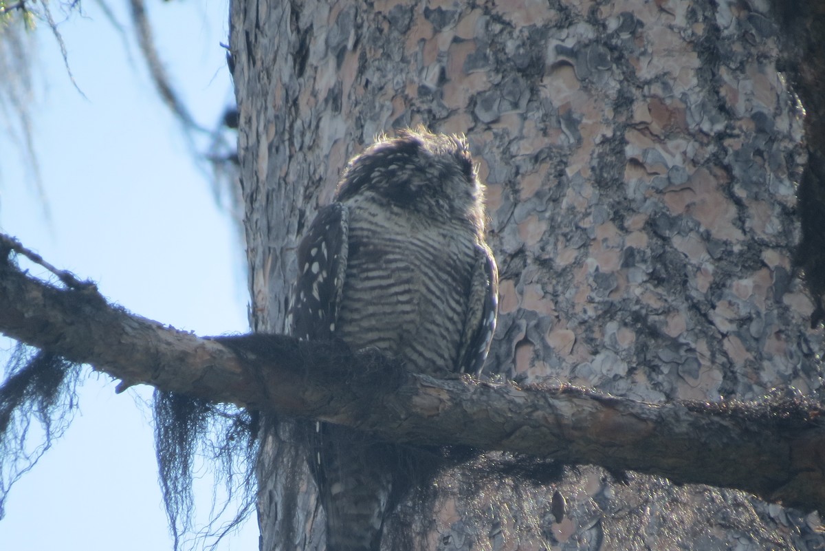 Northern Hawk Owl - ML110681721