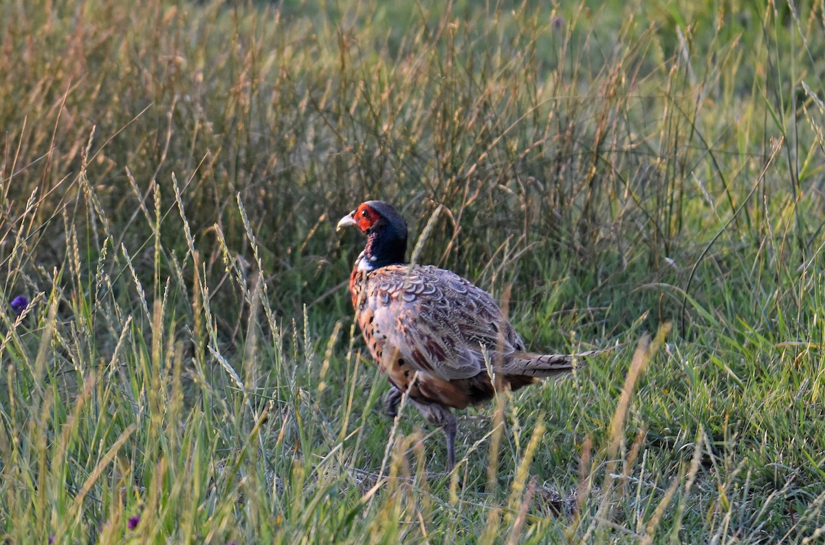 Ring-necked Pheasant - ML110683261