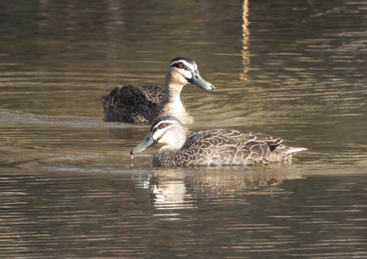Pacific Black Duck - Anonymous