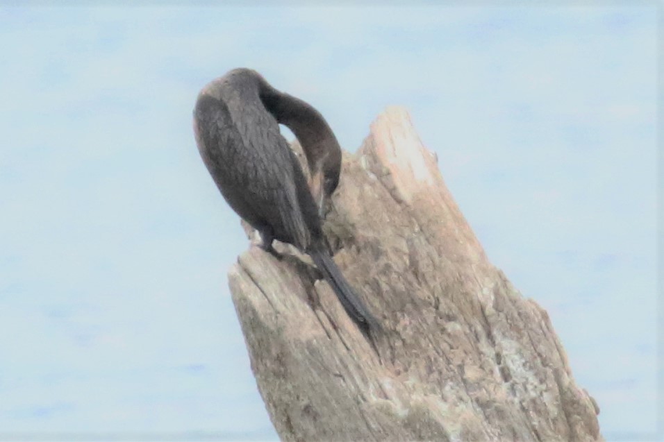 Neotropic Cormorant - mario balitbit