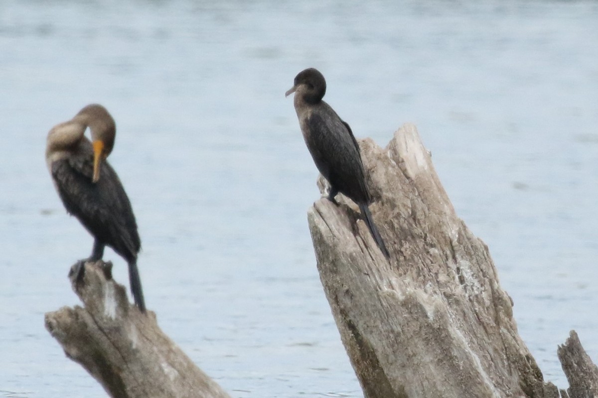 Neotropic Cormorant - mario balitbit