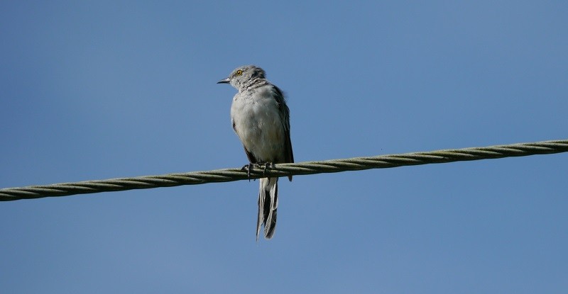 Northern Mockingbird - L.E. Quinlan