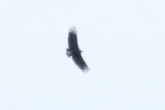Black Vulture - mario balitbit