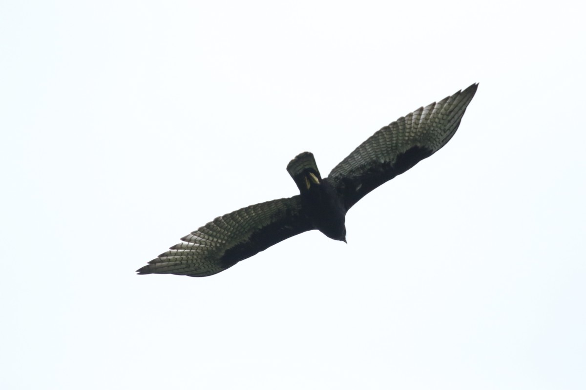 Zone-tailed Hawk - mario balitbit