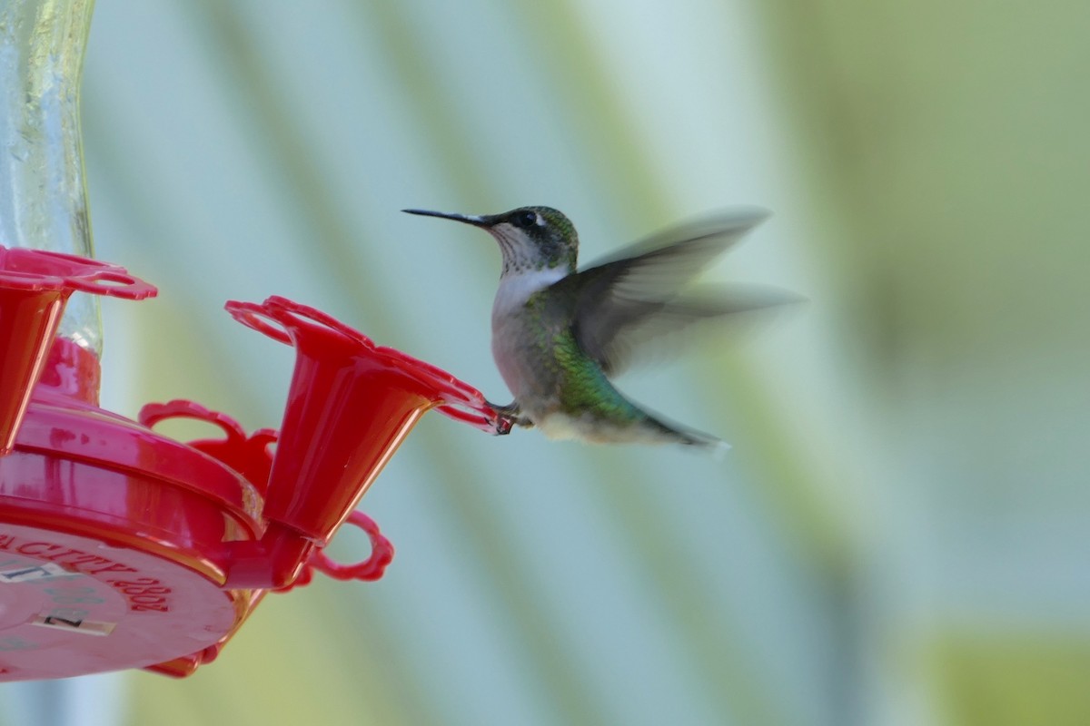 Ruby-throated Hummingbird - Jacques Ibarzabal