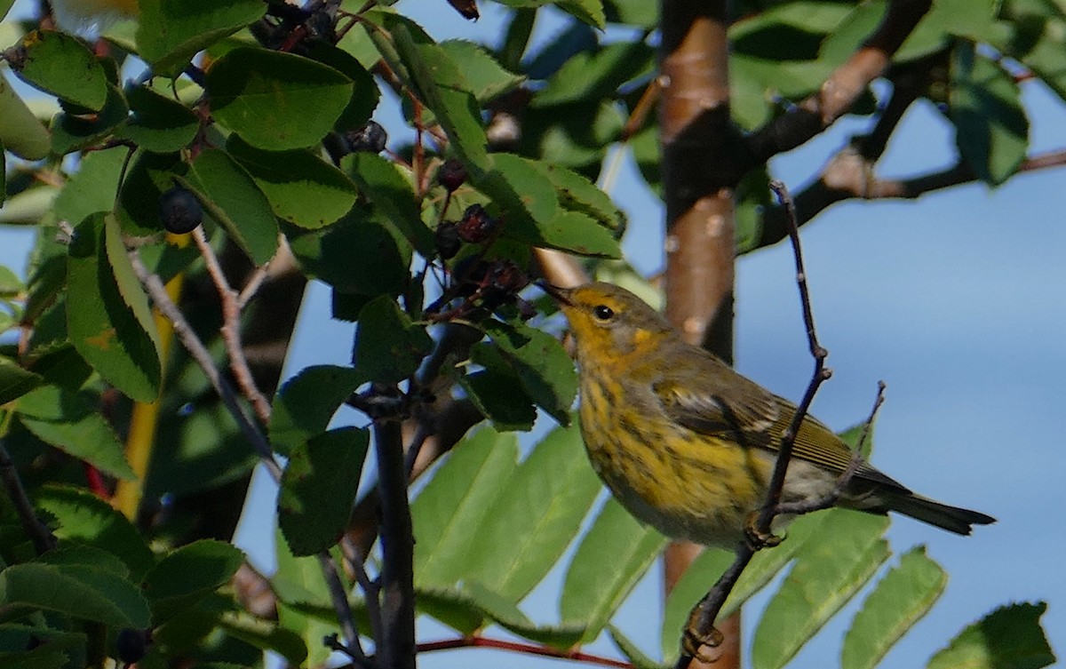 Cape May Warbler - ML110688971