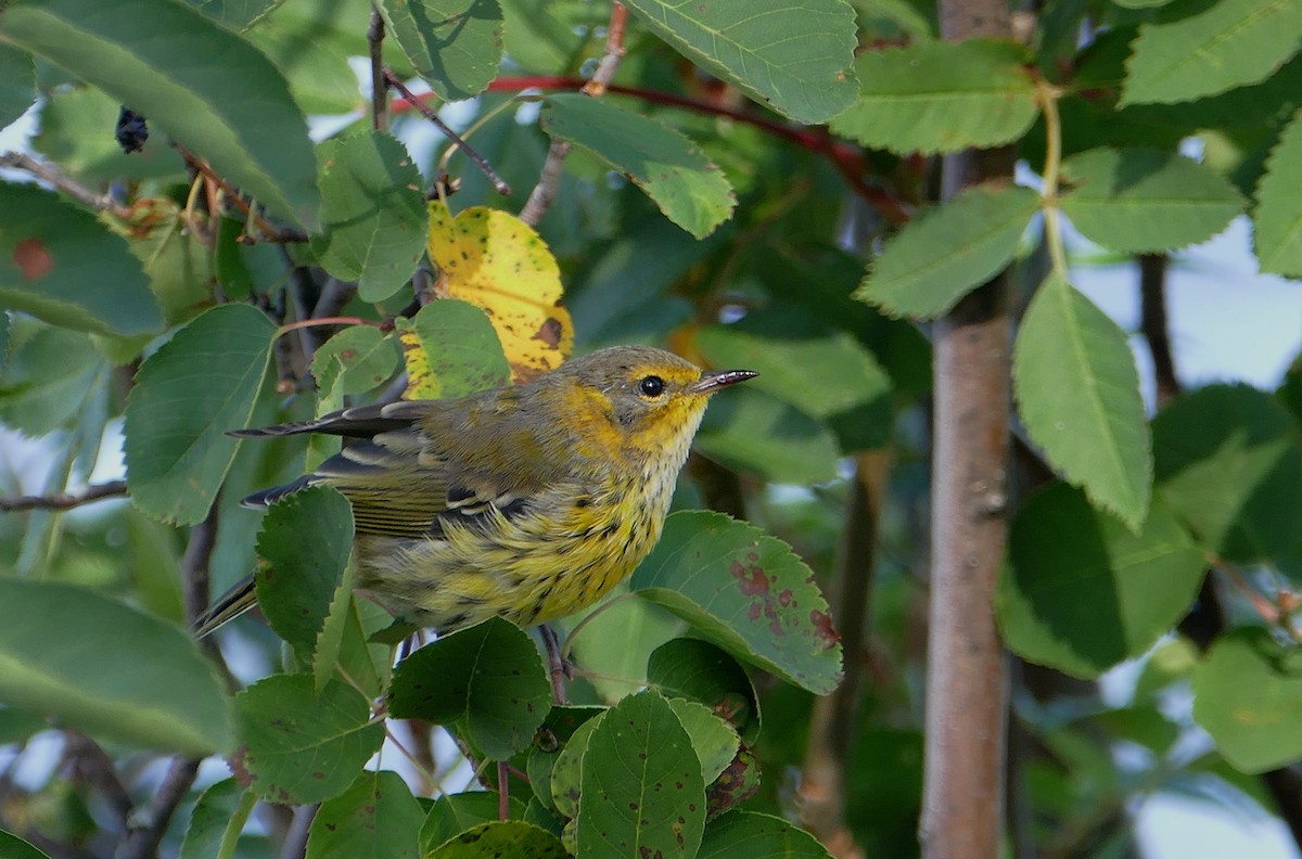 Cape May Warbler - ML110688991