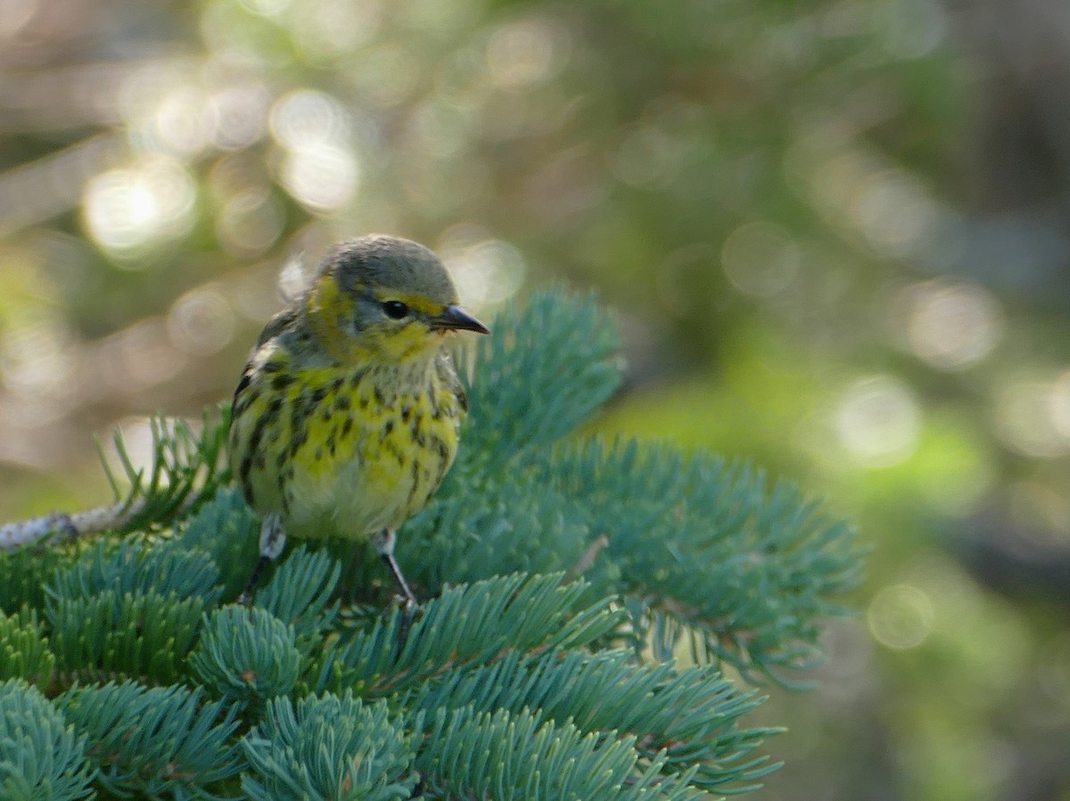 Cape May Warbler - Jacques Ibarzabal
