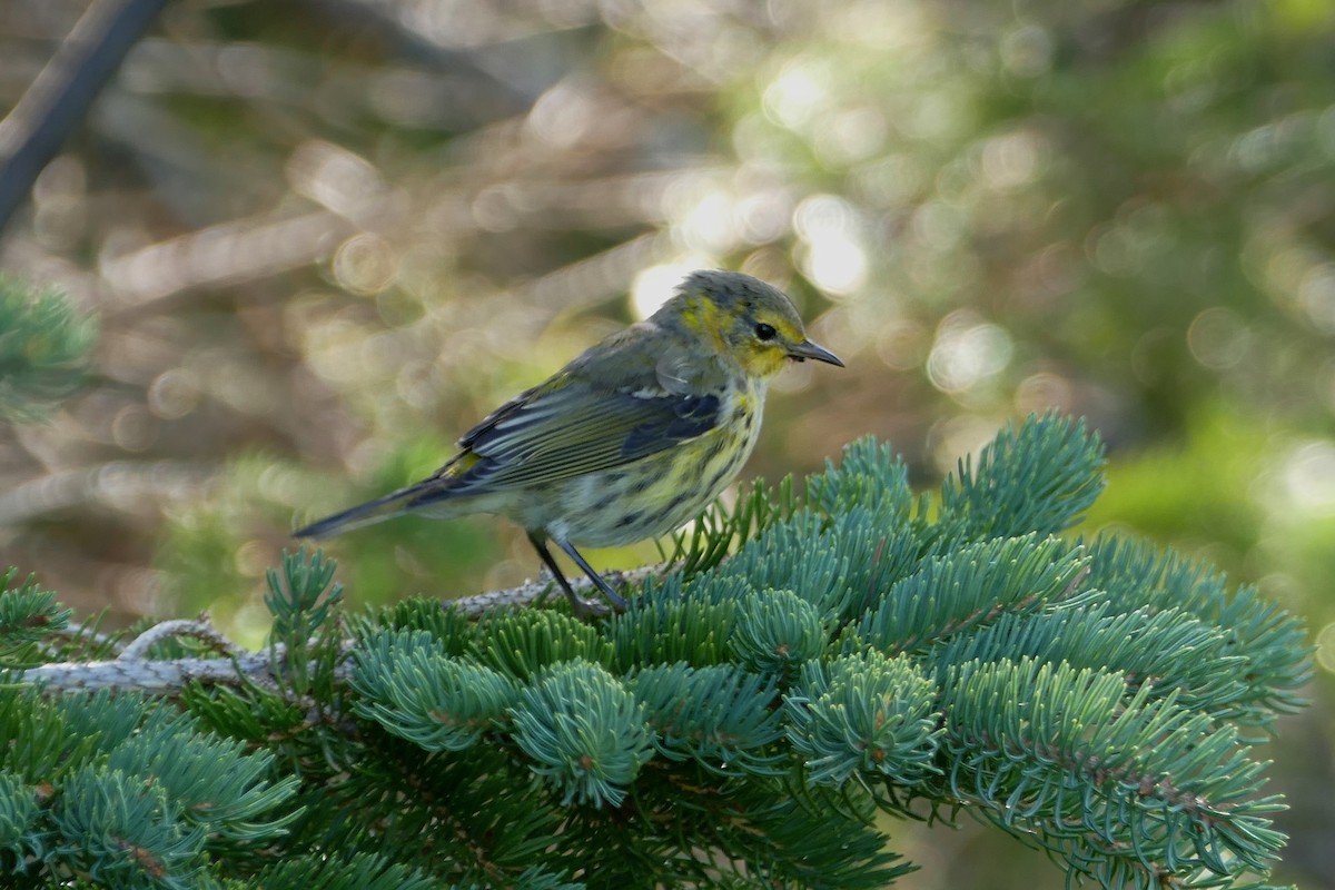 Cape May Warbler - ML110689011