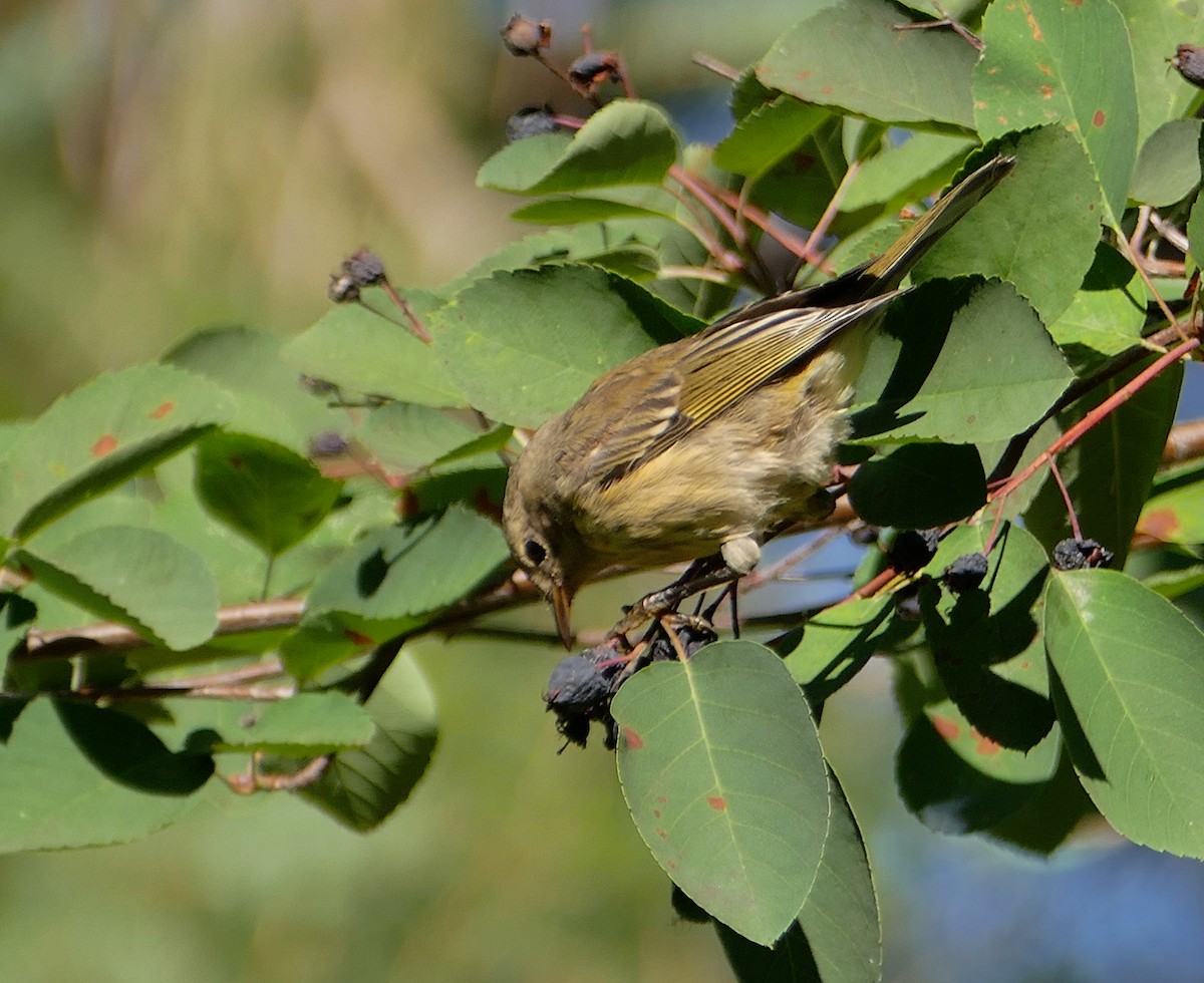 Cape May Warbler - ML110689041